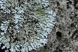 Physconia perisidiosa image
