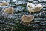 Trametes gibbosa image