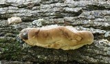 Trametes gibbosa image