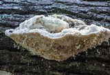 Trametes gibbosa image