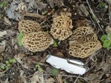Morchella americana image