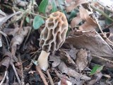 Morchella diminutiva image