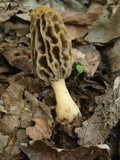 Morchella diminutiva image