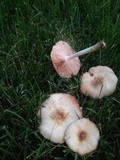 Pluteus petasatus image