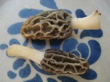 Morchella diminutiva image