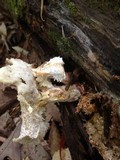 Neolentinus lepideus image