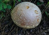 Amanita persicina image