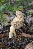 Morchella americana image