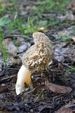Morchella americana image