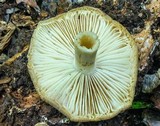 Megacollybia rodmani image