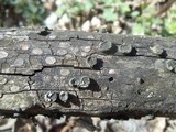 Biscogniauxia marginata image