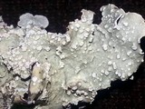 Flavopunctelia flaventior image