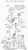 Inocybe fuscidula image
