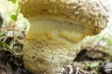 Amanita persicina image