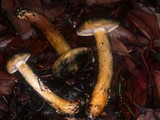 Tricholoma aurantium image