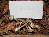 Clitocybe metachroa image