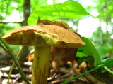 Leccinum subglabripes image