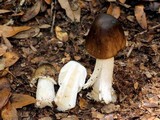 Amanita brunnescens image