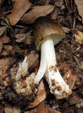 Amanita brunnescens image