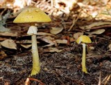 Amanita levistriata image