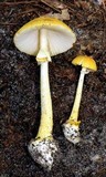 Amanita levistriata image