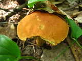 Leccinum subglabripes image