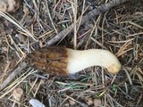 Morchella brunnea image