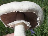Agaricus arvensis image