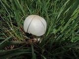 Agaricus arvensis image