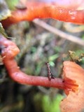 Laccaria fraterna image