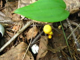 Hygrocybe parvula image
