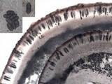 Physcia stellaris image