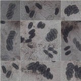 Physcia stellaris image