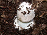 Amanita porphyria image