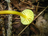 Hygrocybe parvula image