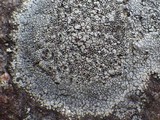 Rinodina beccariana image