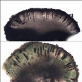 Rinodina beccariana image