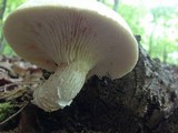 Neolentinus lepideus image