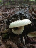 Neolentinus lepideus image