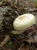Neolentinus lepideus image