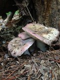 Russula vinacea image