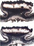 Lasallia hispanica image