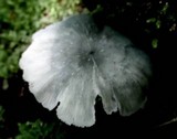 Clitocybula azurea image