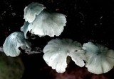 Clitocybula azurea image