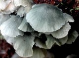 Clitocybula azurea image