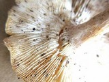 Lentinus tigrinus image