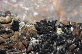 Agonimia opuntiella image