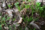 Morchella diminutiva image