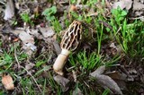 Morchella diminutiva image