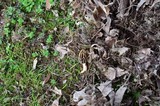 Morchella diminutiva image